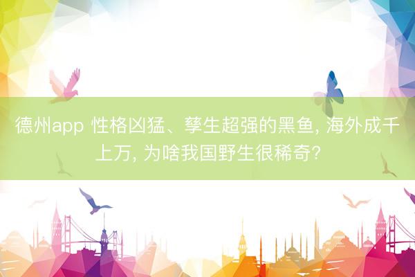 德州app 性格凶猛、孳生超强的黑鱼， 海外成千上万， 为啥我国野生很稀奇?